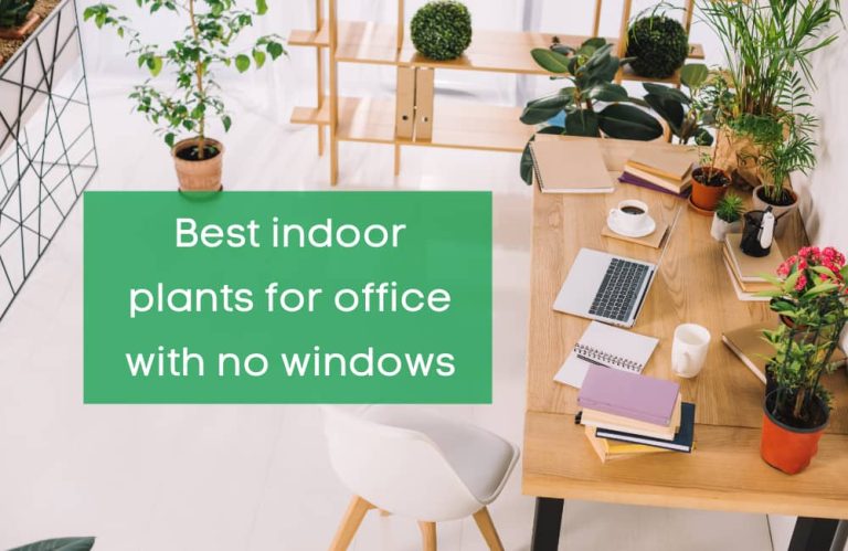 13 Best Indoor Plants For Office With No Windows