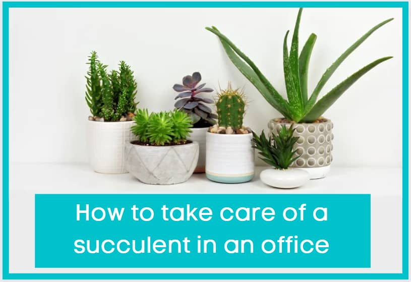 How to take care of a succulent in an office
