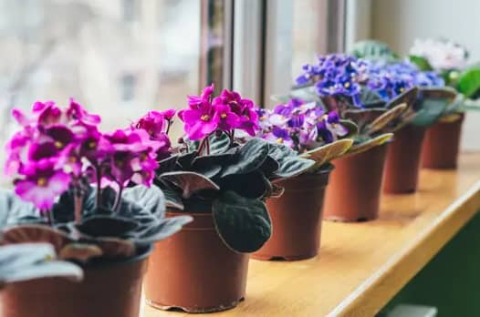 How to take care of African violet plants indoor