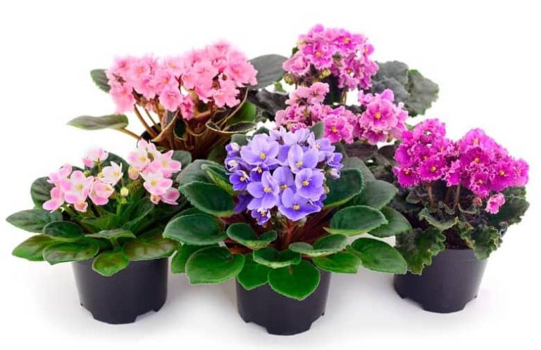 How to take care of African violet plants indoor: 10 tips for beginners