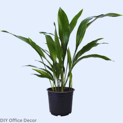 Office Plants for Low Light : Cast Iron Plant (Aspidistra Elatior) - DIY Office Decor