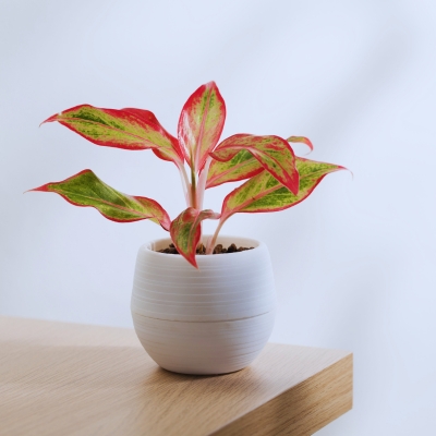 Office Plants for Low Light : Chinese Evergreen (Aglaonema) - DIY Office Decor