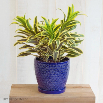 Office Plants for Low Light : Dracaena - DIY Office Decor