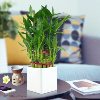 Lucky Bamboo (Asparagaceae)