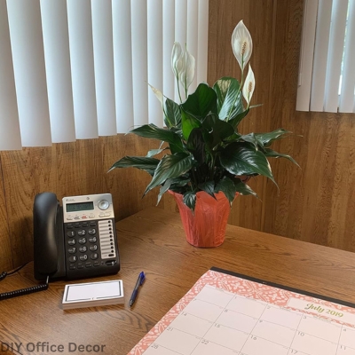 Office Plants for Low Light : Peace Lily (Spathiphyllum) - DIY Office Decor