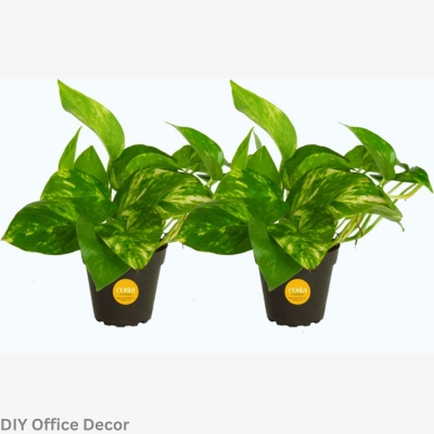 Office Plants for Low Light : Pothos (Epipremnum Aureum) - DIY Office Decor