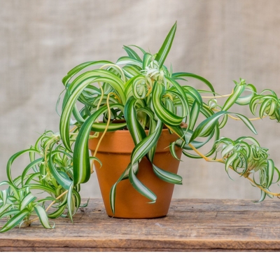 Office Plants for Low Light : Spider Plant (Chlorophytum Comosum) - DIY Office Decor