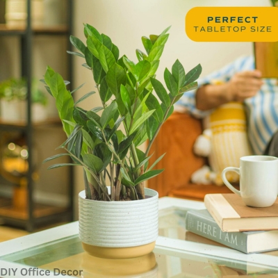 ZZ Plant (Zamioculcas Zamiifolia) - DIY Office Decor